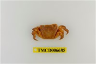 藏品(肉球近方蟹)的圖片